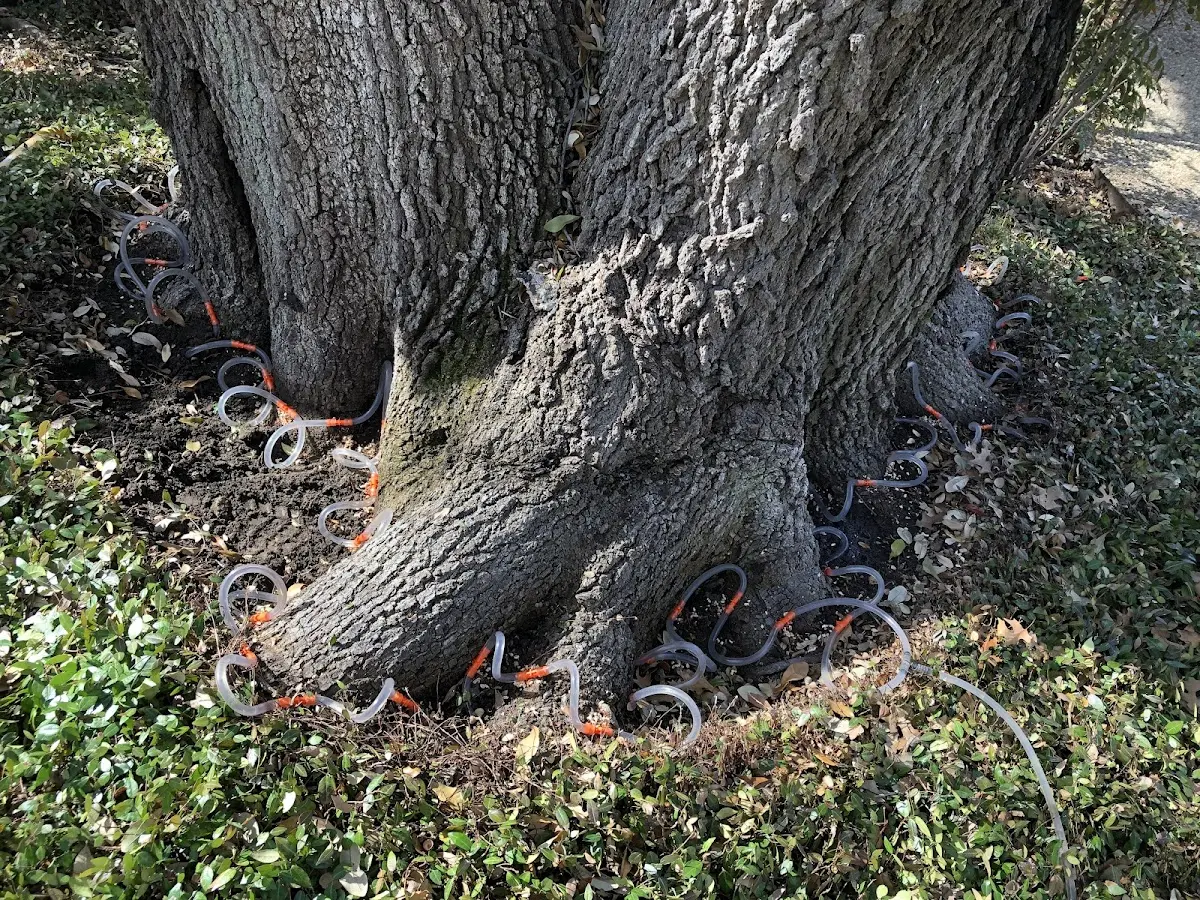 Detailed Tree Cabling and Bracing job site in Bemidji